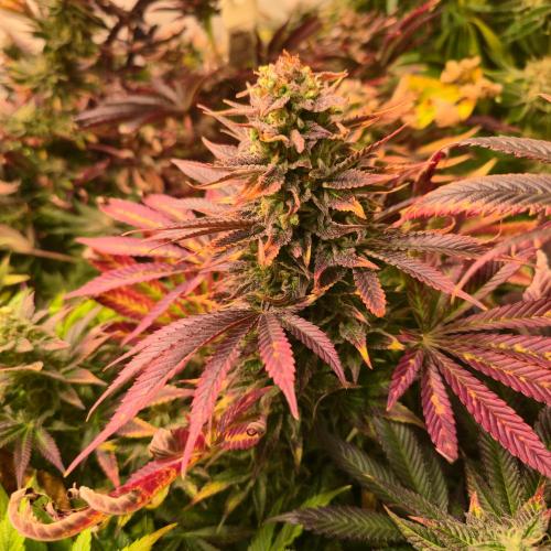 Sour number2. Week 14