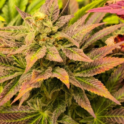 Sour number2. Week 14