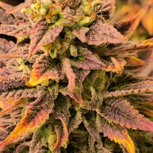 Sour number2. Week 14