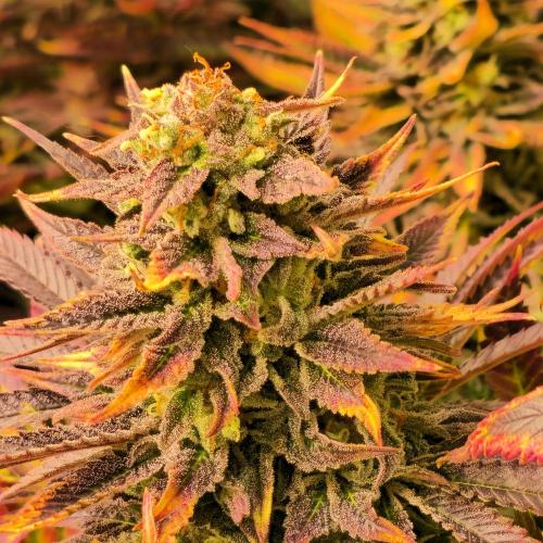 Sour number2. Week 14