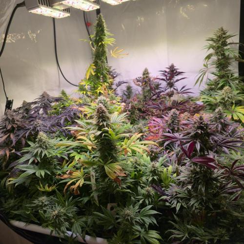 Banana Fumes. Week 14