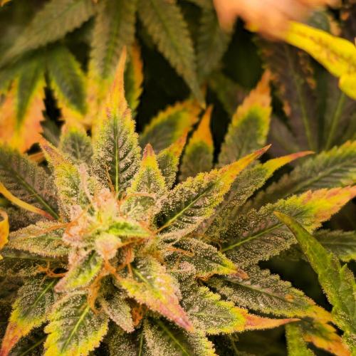 Banana Fumes. Week 14