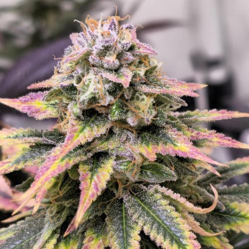 Banana Fumes. Week 14