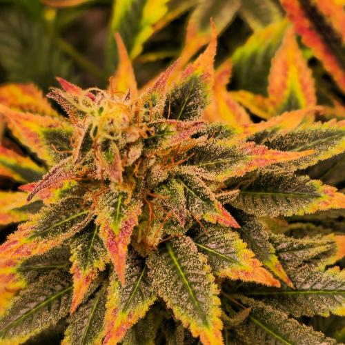 Banana Fumes. Week 14