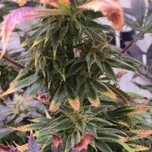 Banana Fumes. Week 14