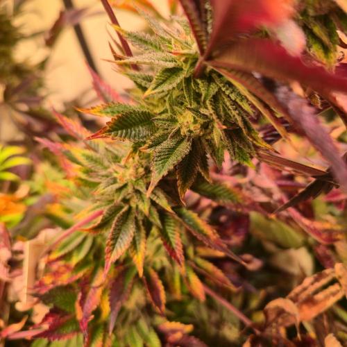 Citrus Slurp. Week 14