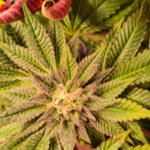 Citrus Slurp. Week 14