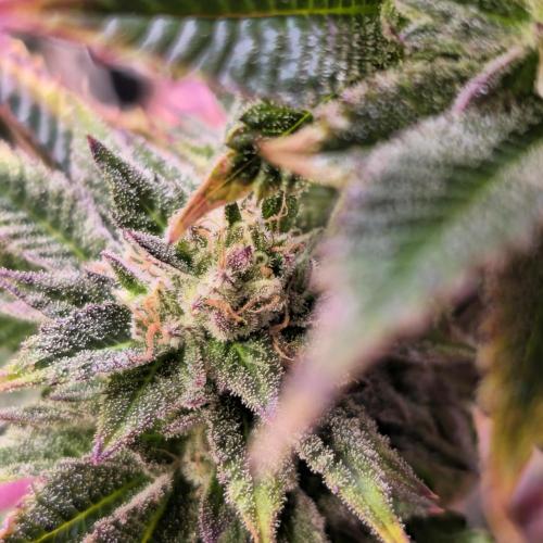 Citrus Slurp. Week 14