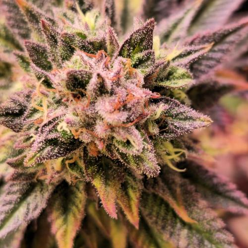 Citrus Slurp. Week 14