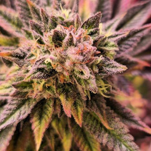 Citrus Slurp. Week 14