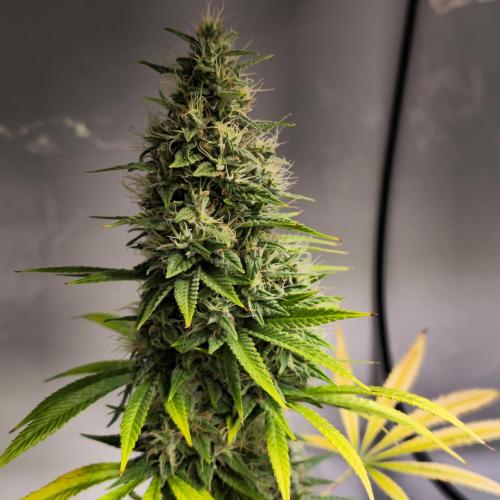 Forbidden Mochi. Week 14