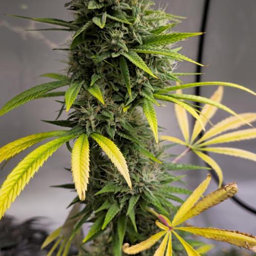 Forbidden Mochi. Week 14