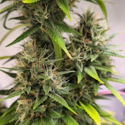 Forbidden Mochi. Week 14