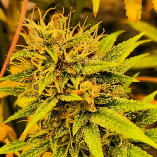 Forbidden Mochi. Week 14