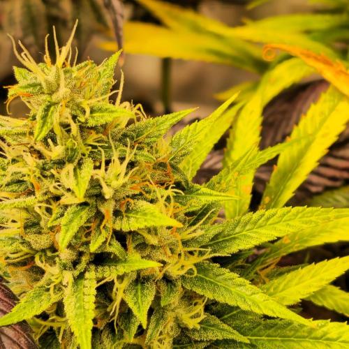 Forbidden Mochi. Week 14