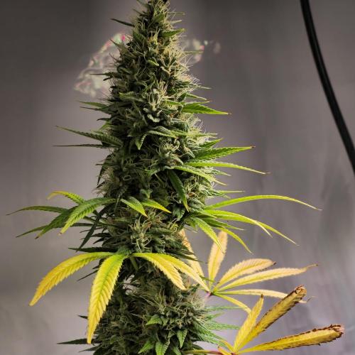 Forbidden Mochi. Week 14