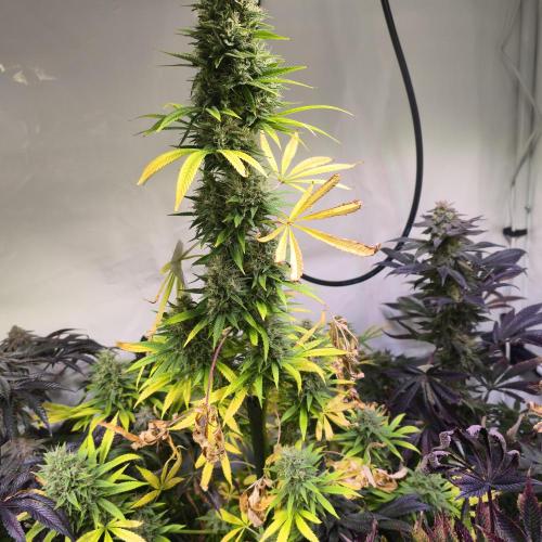 Forbidden Mochi. Week 14