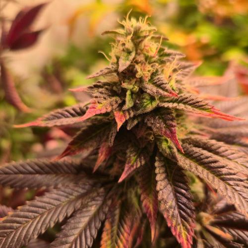 Frozen Cherry Runtz. Week 14