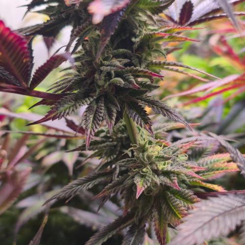 Frozen Cherry Runtz. Week 14