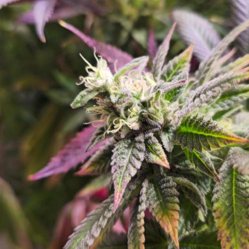 Frozen Cherry Runtz. Week 14