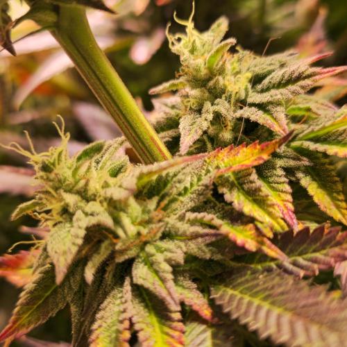 Frozen Cherry Runtz. Week 14