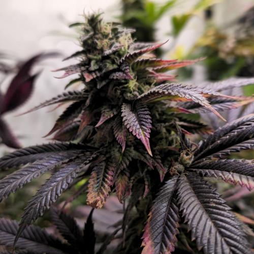 Frozen Cherry Runtz. Week 14