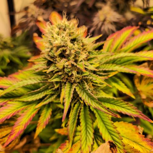 Purple Punch RQS. Week 14