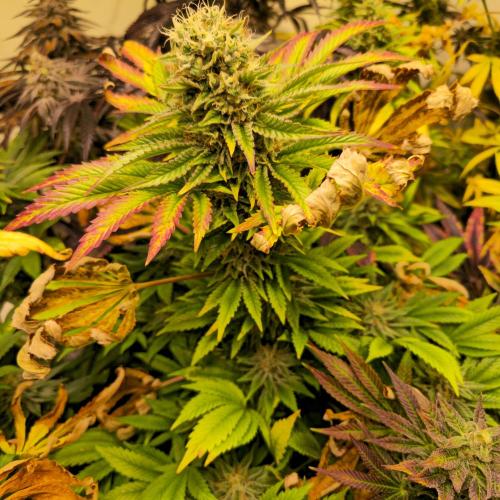 Purple Punch RQS. Week 14