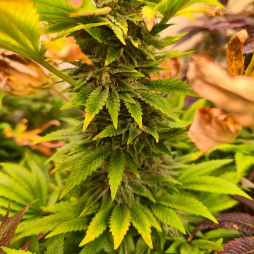 Purple Punch RQS. Week 14