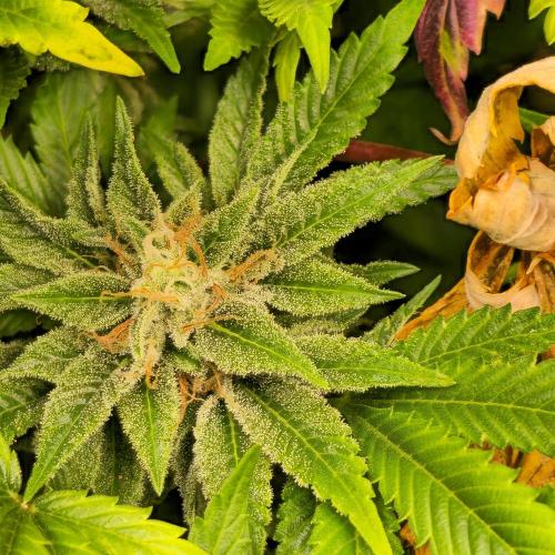 Purple Punch RQS. Week 14