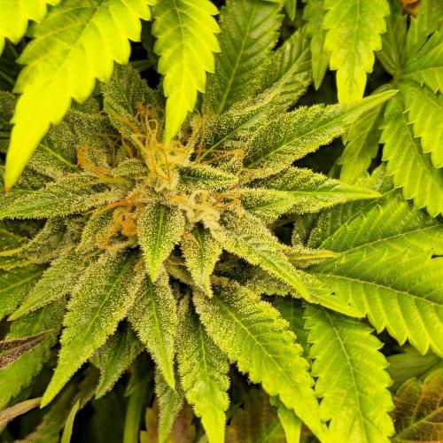 Purple Punch RQS. Week 14