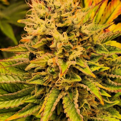 Purple Punch RQS. Week 14