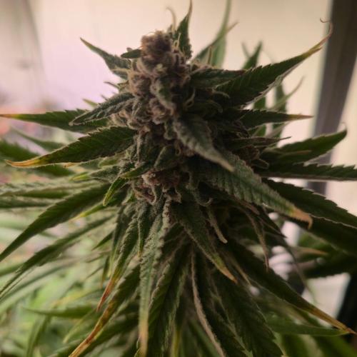 Pink Gelato. Week 14