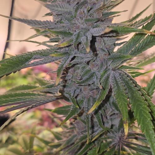 Pink Gelato. Week 14