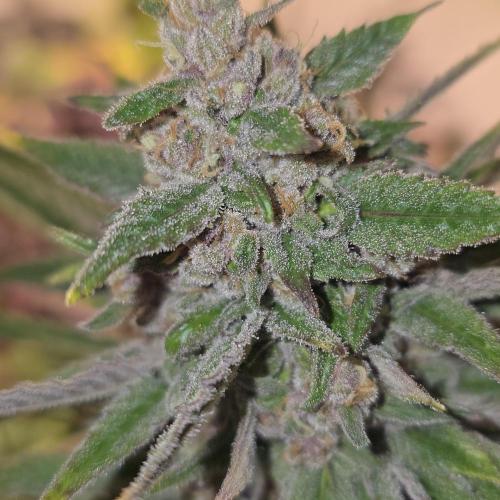 Pink Gelato. Week 14