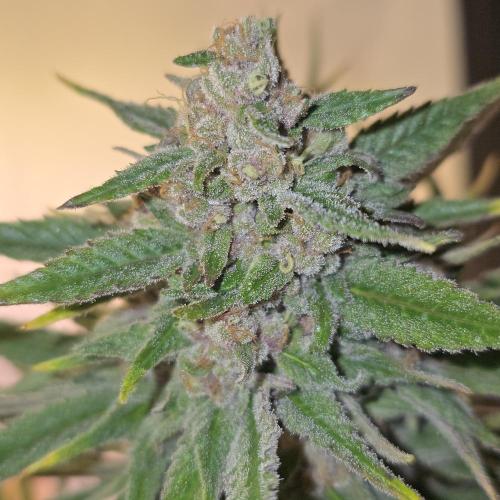 Pink Gelato. Week 14