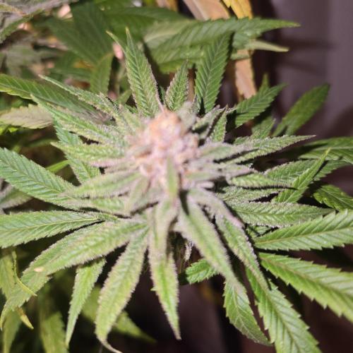 Pink Gelato. Week 14