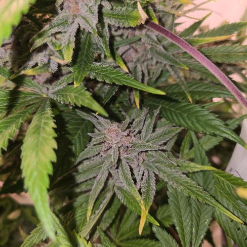 Pink Gelato. Week 14