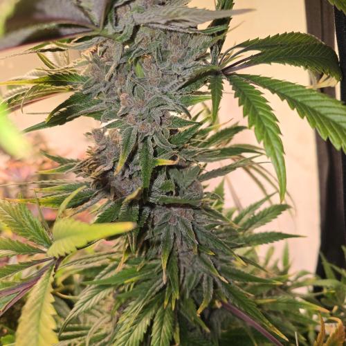 Pink Gelato. Week 14