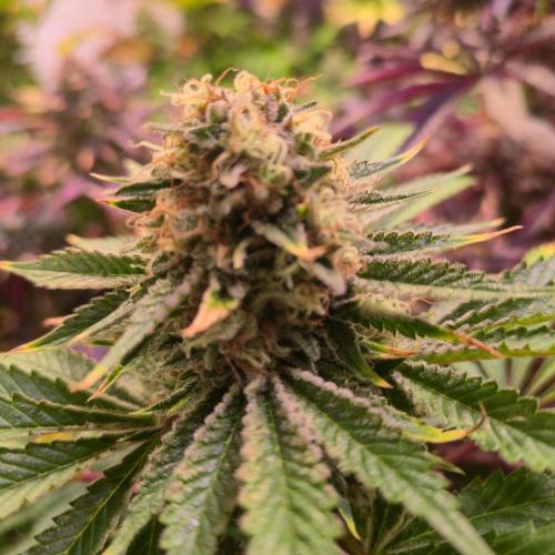 Pink Gorilla RQS. Week 14