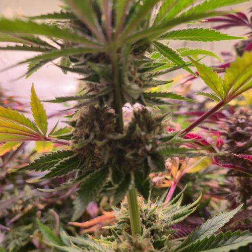 Pink Gorilla RQS. Week 14