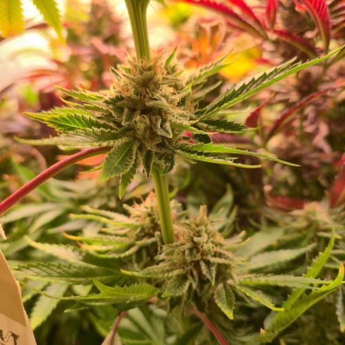 Pink Gorilla RQS. Week 14