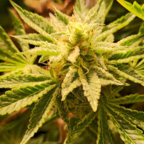 Pink Gorilla RQS. Week 14