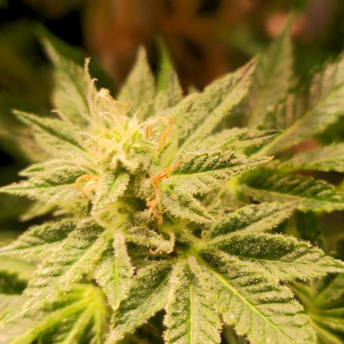 Pink Gorilla RQS. Week 14