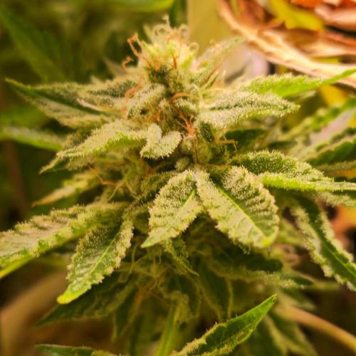 Pink Gorilla RQS. Week 14