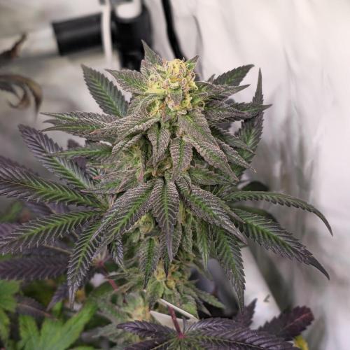 Papaya Stank. Week 14