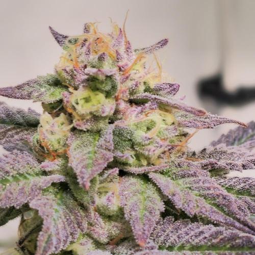 Papaya Stank. Week 14