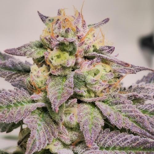 Papaya Stank. Week 14