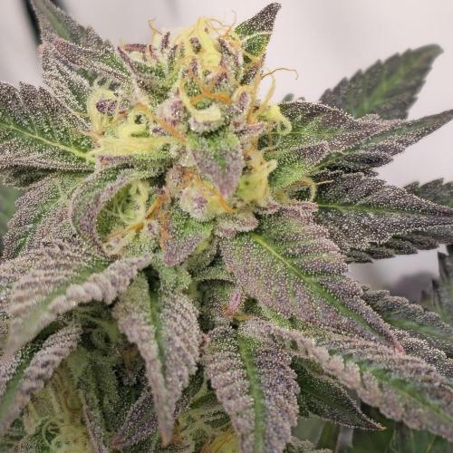 Papaya Stank. Week 14