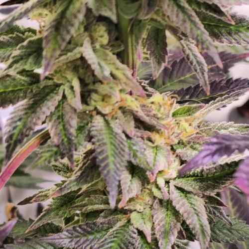 Papaya Stank. Week 14